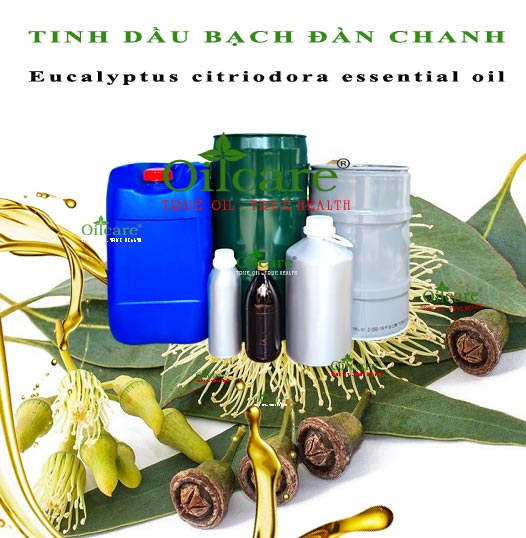 Tinh dầu bạch đàn chanh bán sỉ lít kg buôn eucalyptus citriodora essential oil giá rẻ mua ở đâu