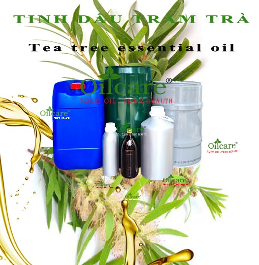 Tinh dầu tràm trà bán sỉ kg lít buôn tea tree essential oil giá rẻ mua ở đâu