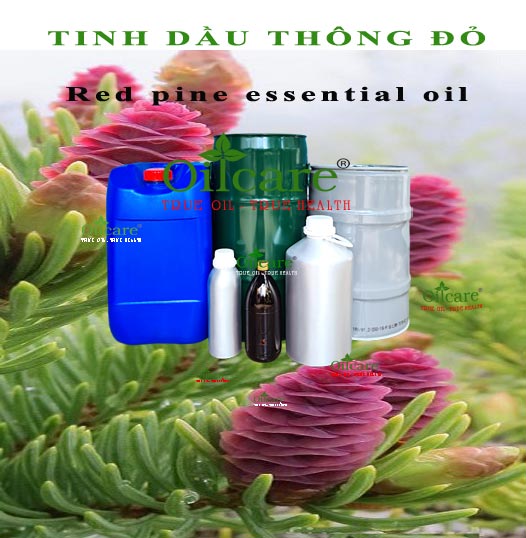 Tinh dầu thông đỏ bán sỉ kg lít buôn red pine essential oil giá rẻ mua ở đâu