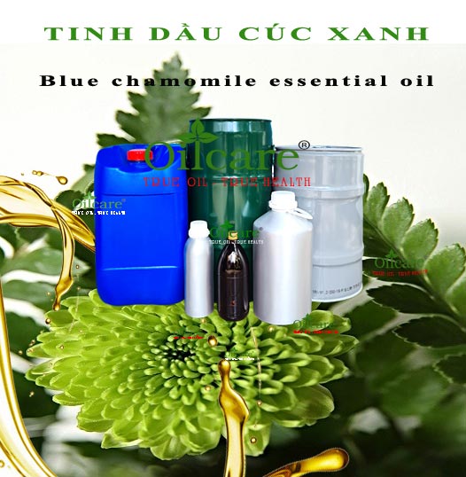 Tinh dầu cúc xanh bán lít kg sỉ buôn chamomile essential oil giá rẻ mua ở đâu