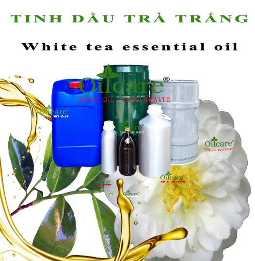 Tinh dầu trà trắng bán sỉ kg lít buôn rẻ mua ở đâu