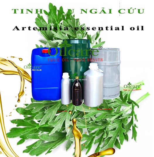 Tinh dầu ngải cứu bán sỉ lít kg buôn artemisia essential oil giá rẻ mua ở đâu