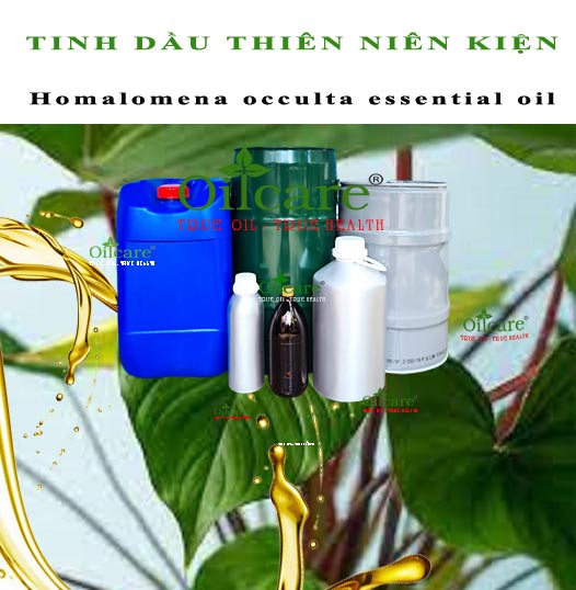 Tinh dầu thiên niên kiện bán lít sỉ kg buôn giá rẻ mua ở đâu